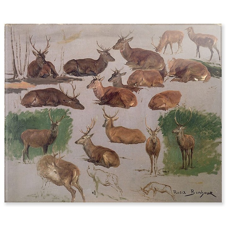 Etude de cerf ; 19 esquisses (panneaux acryliques)