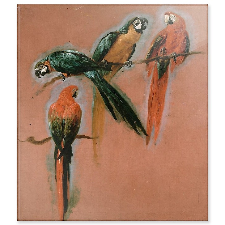 Study of four parrots (acrylic panels)