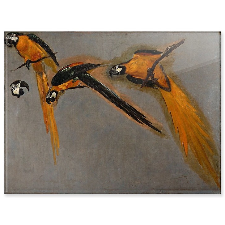Three macaw parrots and a bird head (acrylic panels)