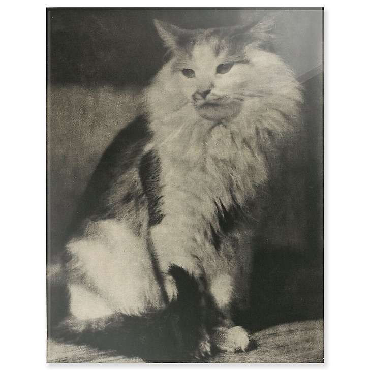 The Cat (panneaux acryliques)