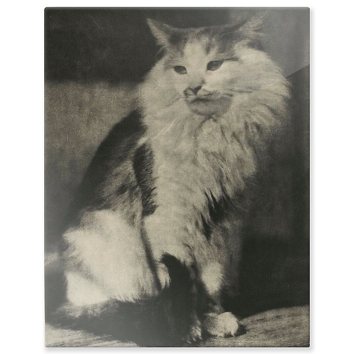 The Cat (aluminium panels)