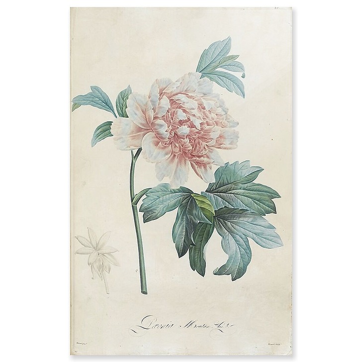 Description of the rare plants grown in Navarre and Malmaison I/II (acrylic panels)