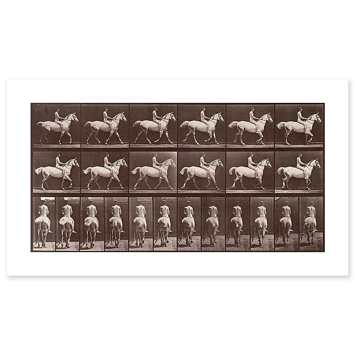 Animal Locomotion: White horse at the step (canvas without frame)