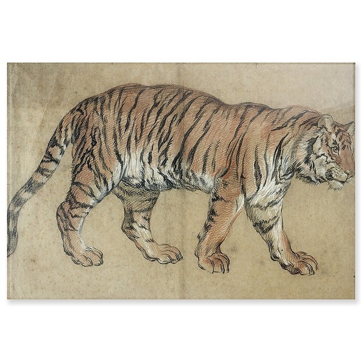 Tiger walking to the right (acrylic panels)