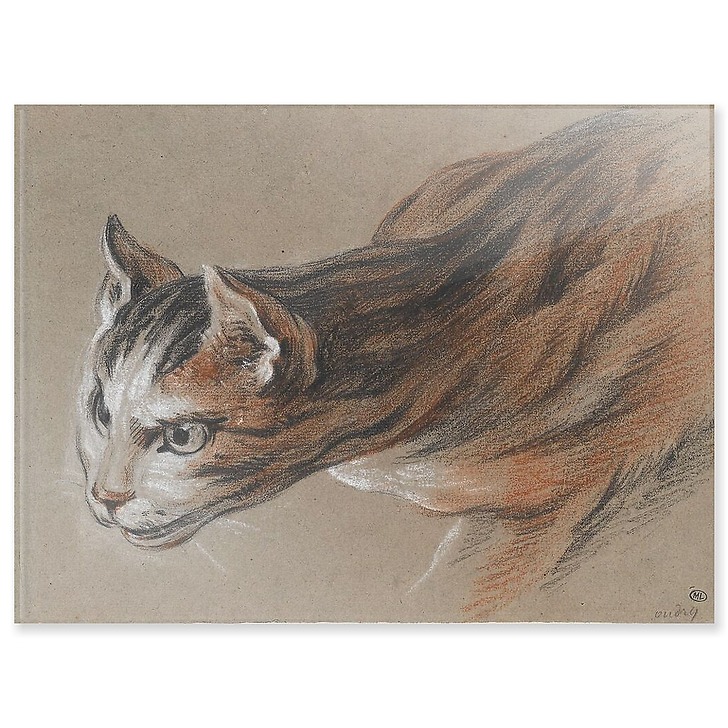 Chat projetant sa tête en avant (panneaux acryliques)
