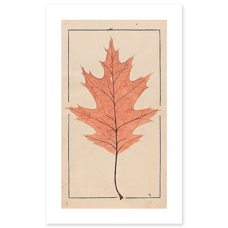 American Red Oak (canvas without frame)