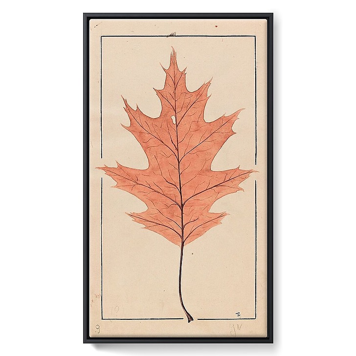 American Red Oak (framed canvas)