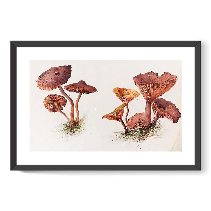 Mousserons et chanterelles (affiches d'art encadrées)