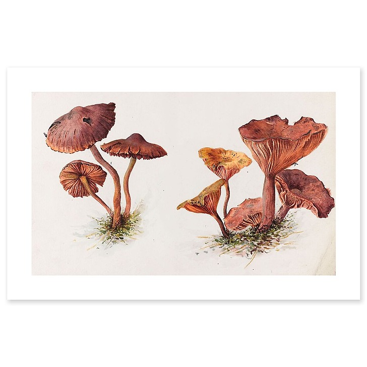 Mousserons et chanterelles (toiles sans cadre)