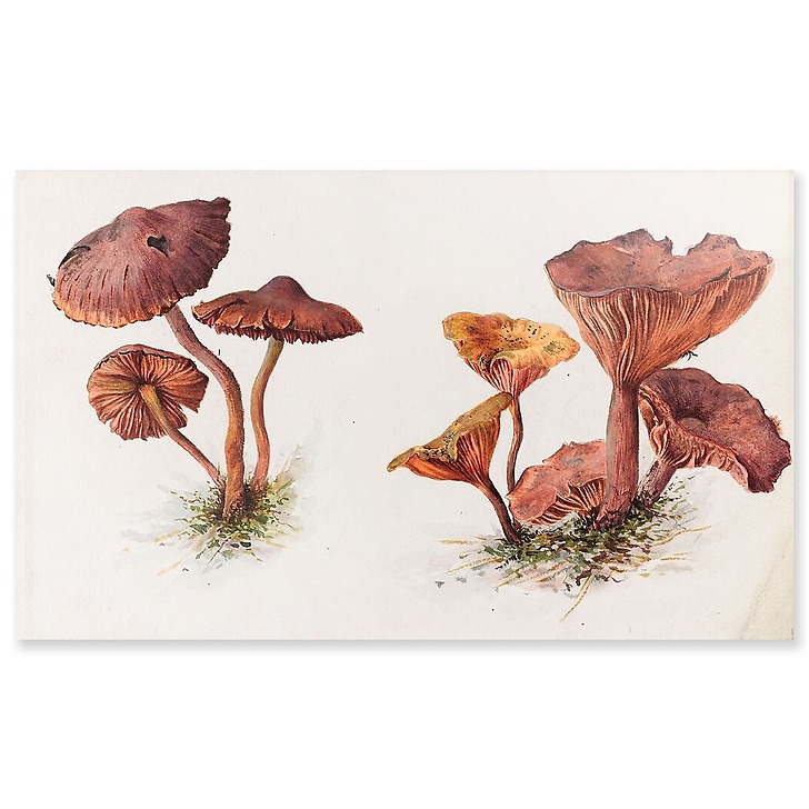 Mousserons et chanterelles (panneaux acryliques)
