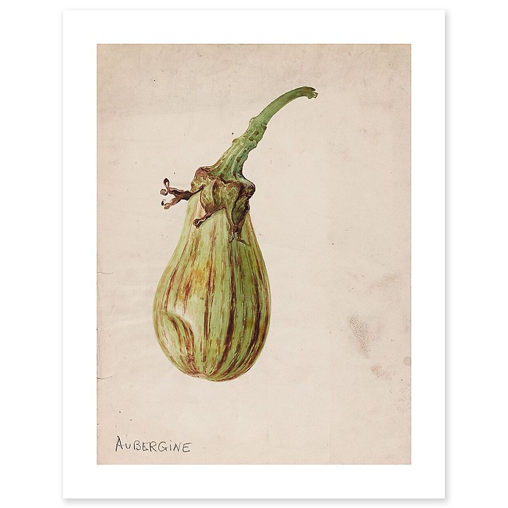 Aubergine - Solanum melongena (toiles sans cadre)