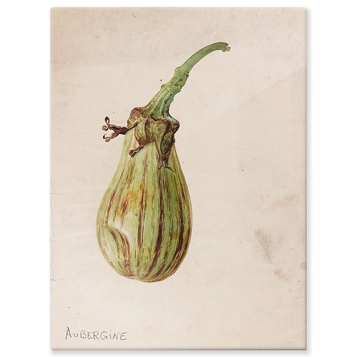 Eggplant - Solanum melongena (aluminium panels)