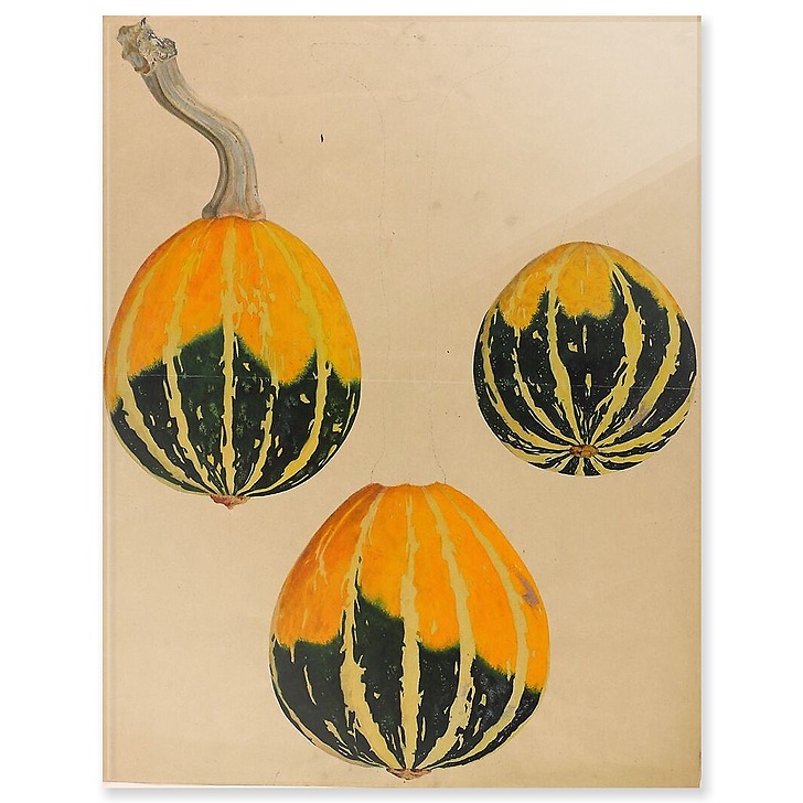 Three squash studies - Cucurbita (acrylic panels)