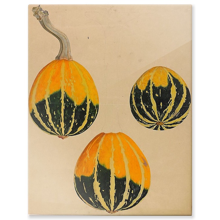Three squash studies - Cucurbita (aluminium panels)