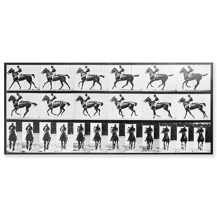 Cheval au galop (panneaux acryliques)