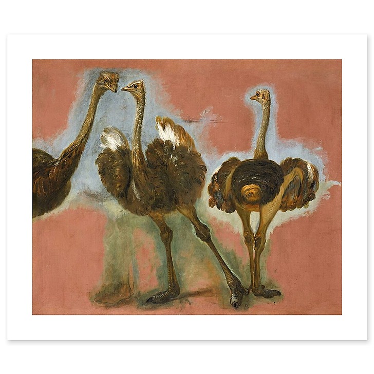 Triple étude d'une autruche (affiches d'art)