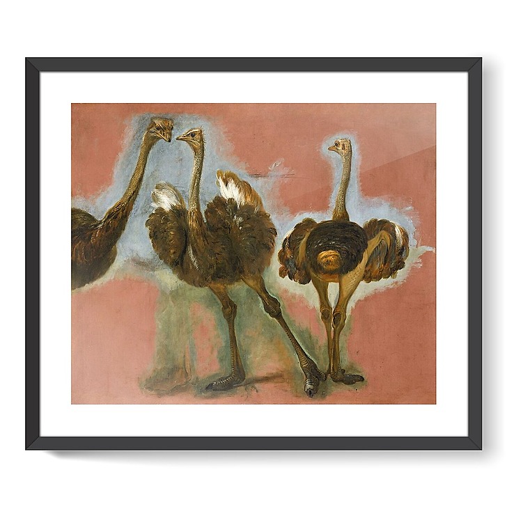 Triple étude d'une autruche (affiches d'art encadrées)