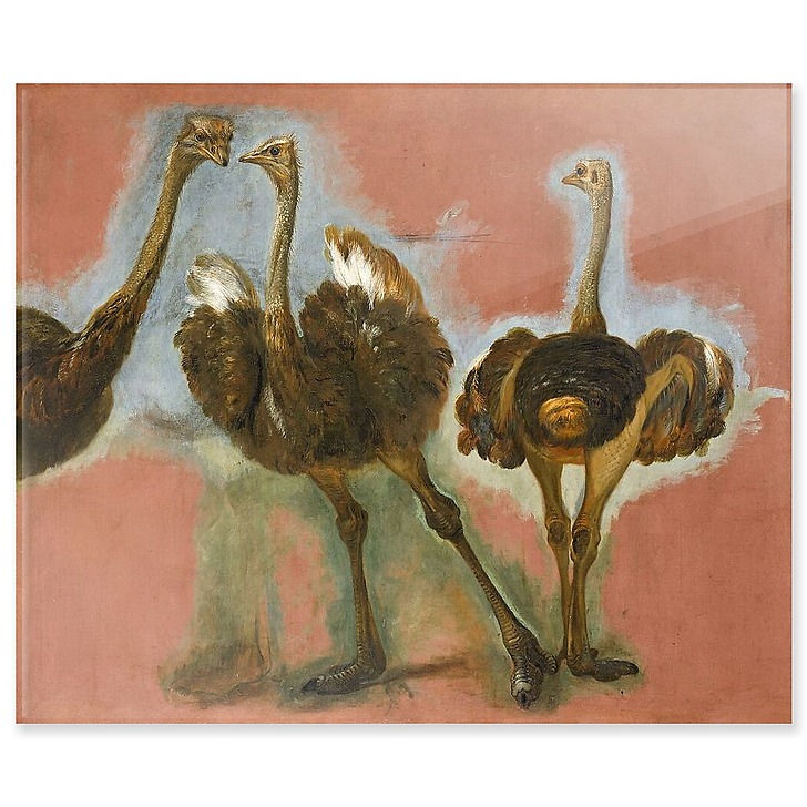 Triple étude d'une autruche (panneaux acryliques)