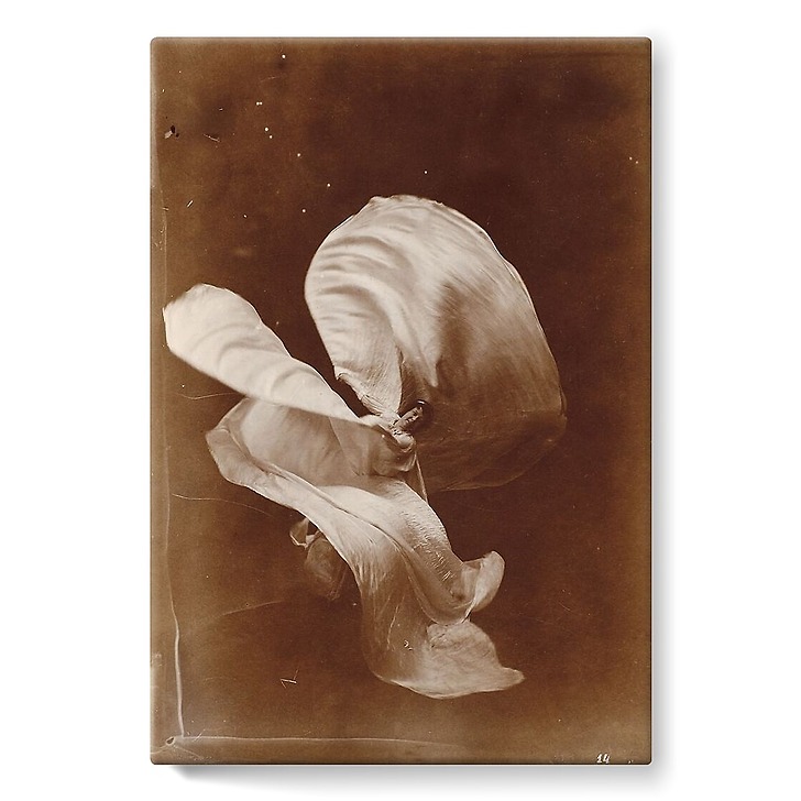 Mlle Loïe Fuller (toiles sur châssis)