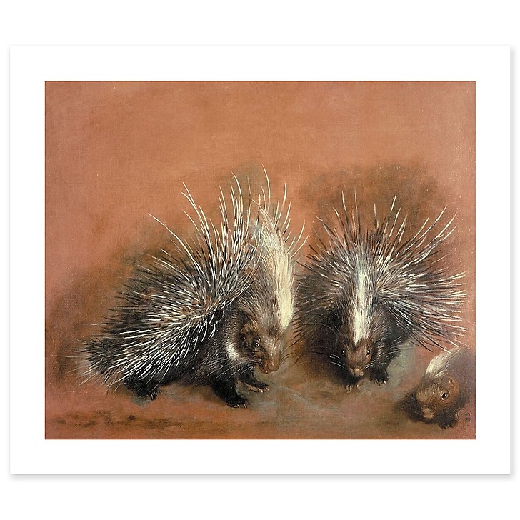Études d’un porc-épic (art prints)