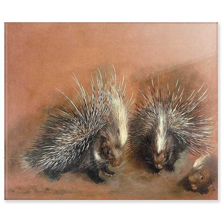 Études d’un porc-épic (acrylic panels)