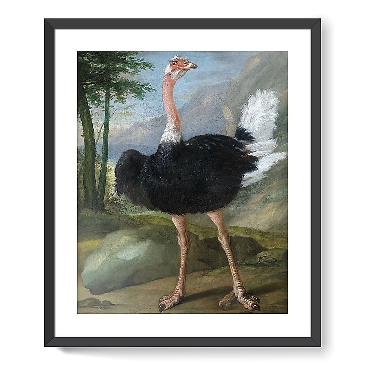 Autruche (framed art prints)