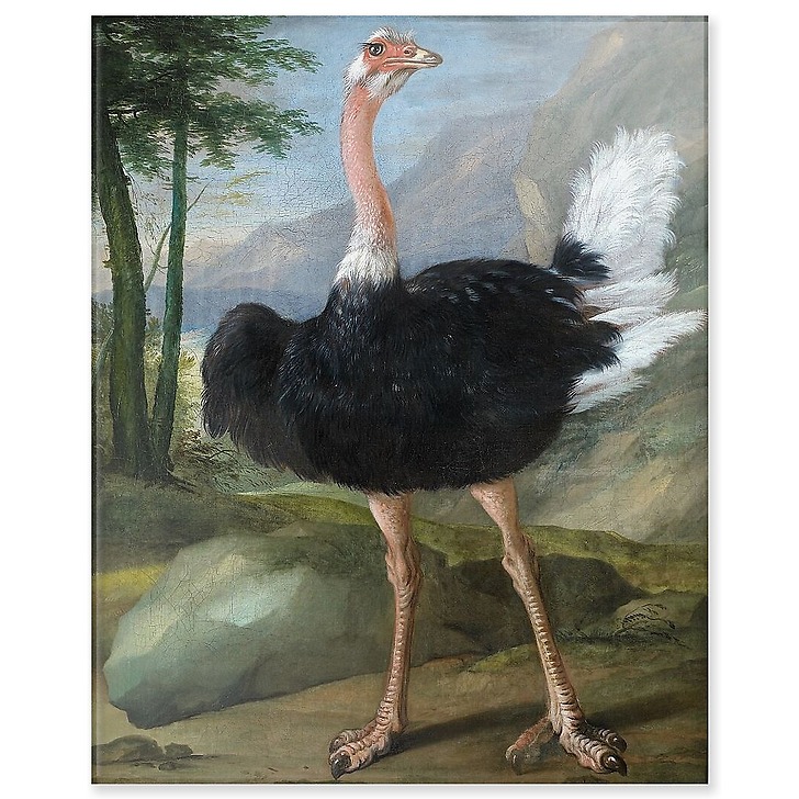 Autruche (acrylic panels)