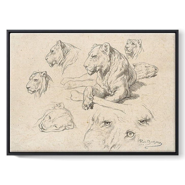 Une lionne couchée et études de sa tête et de ses yeux (framed canvas)