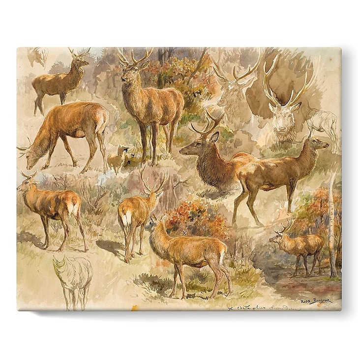 Quinze études de cerf (toiles sur châssis)