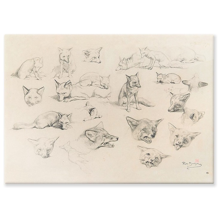 Vingt-deux études de renards (panneaux aluminium)