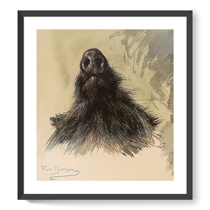 Hure de sanglier (affiches d'art encadrées)