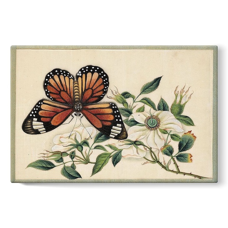 Page d'un album de peinture d’exportation figurant des décors de fleurs et oiseaux (stretched canvas)