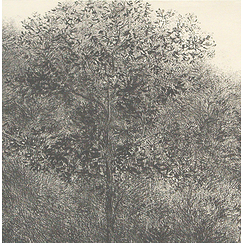 Allant vers les roches noires, 2001 - Bertrand Henry