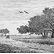 Pommiers à Damville (Eure)