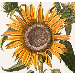 Helenium indicum maximum