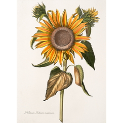 Helenium indicum maximum