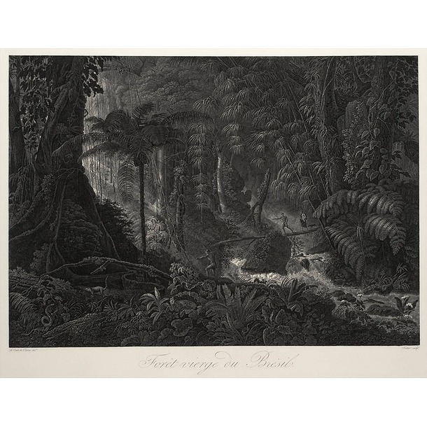 Virgin forest on the banks of the Rio Bonito, Brazil