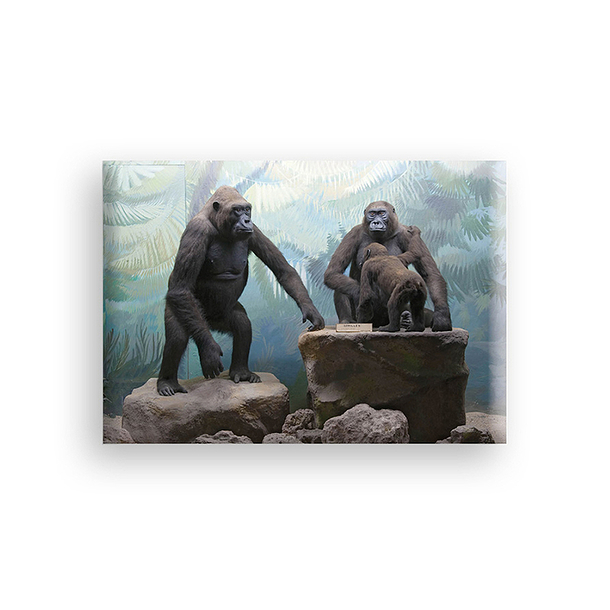 Magnet - Diorama gorilles