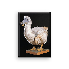 Magnet Dodo