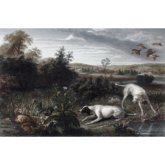Folle and Mitte, dogs of Louis XIV - François Desportes