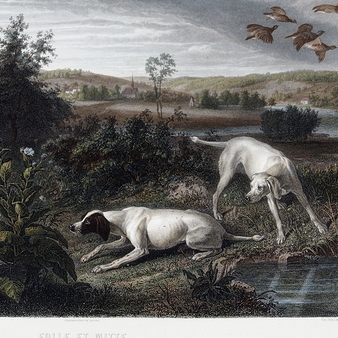 Folle and Mitte, dogs of Louis XIV - François Desportes
