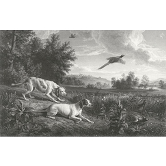 Diane and Blonde, dogs of Louis XIV, hunting pheasant - François Desportes