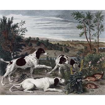 Bonne, Nonne et Ponne, chiennes de la meute de Louis XIV - François Desportes