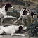 Bonne, Nonne and Ponne, dogs from the pack of Louis XIV - François Desportes