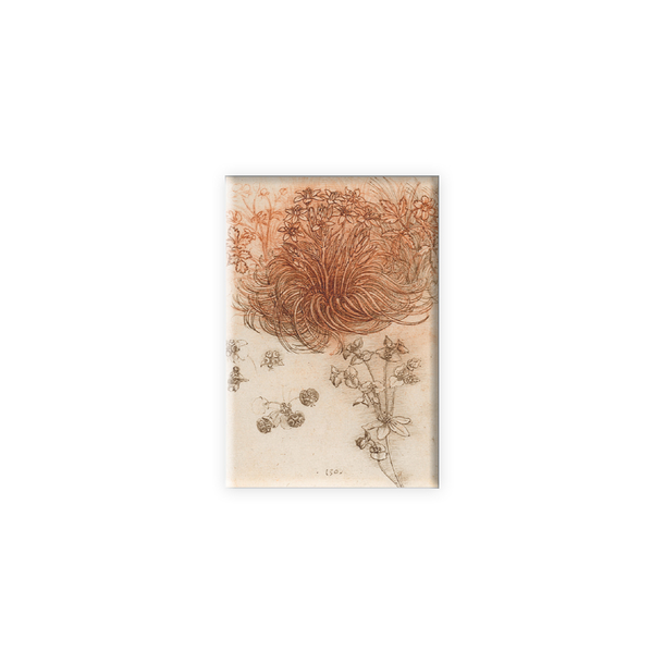 Leonardo da Vinci Magnet - Star of Bethlehem