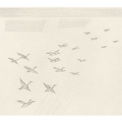 Engraving The flight of ducks (Grande Brière) - Jean-Emile Laboureur