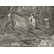 Combat de cerfs - Gustave Courbet