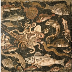 Mosaïque représentant une bataille entre une pieuvre et un homard (détail), IIe siècle avant J.-C.