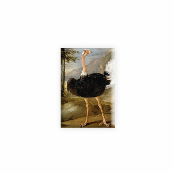 Magnet Bernaerts - Ostrich