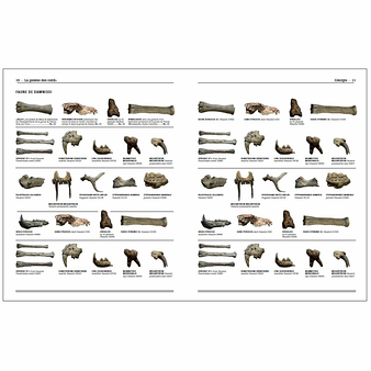 Homo faber - 2 millions d'années d'histoire de la pierre taillée - De l'Afrique aux portes de l'Europe - Catalogue d'exposition